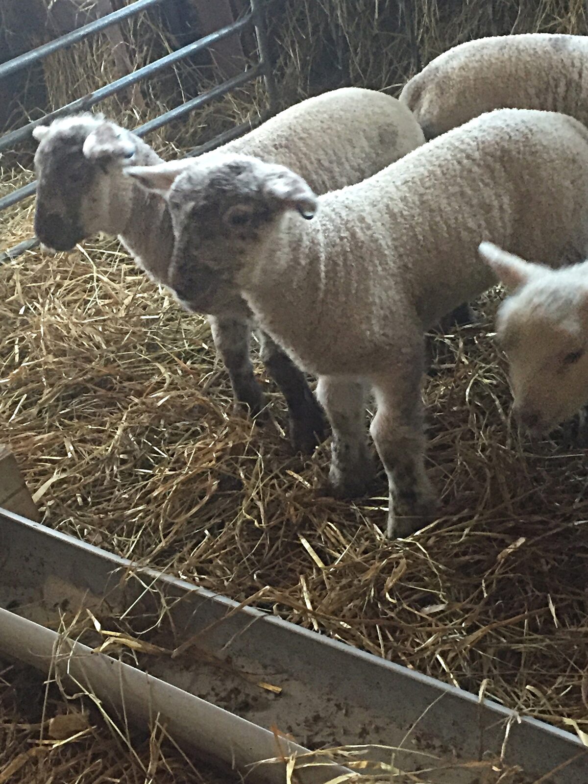 Får på grön betesmark hos Odens Farm