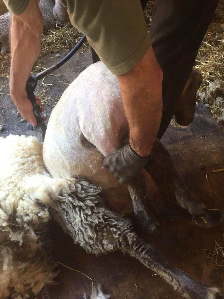 Nyklippta får hos Odens Farm