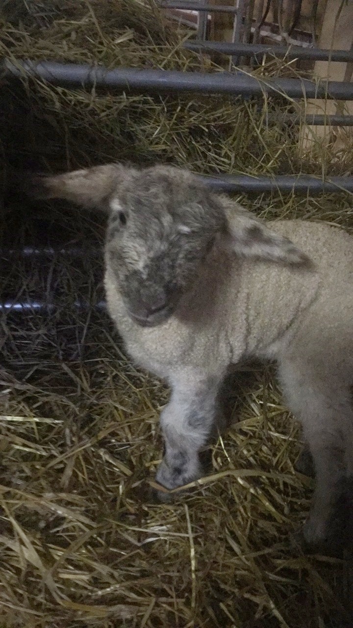 Lamm på betesmark hos Odens Farm