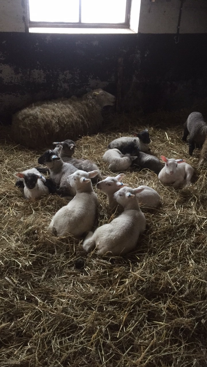 Lamm i hagen hos Odens Farm