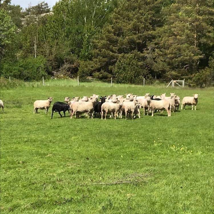 Tackor på sommarbete på Syd-Långö utanför Strömstad