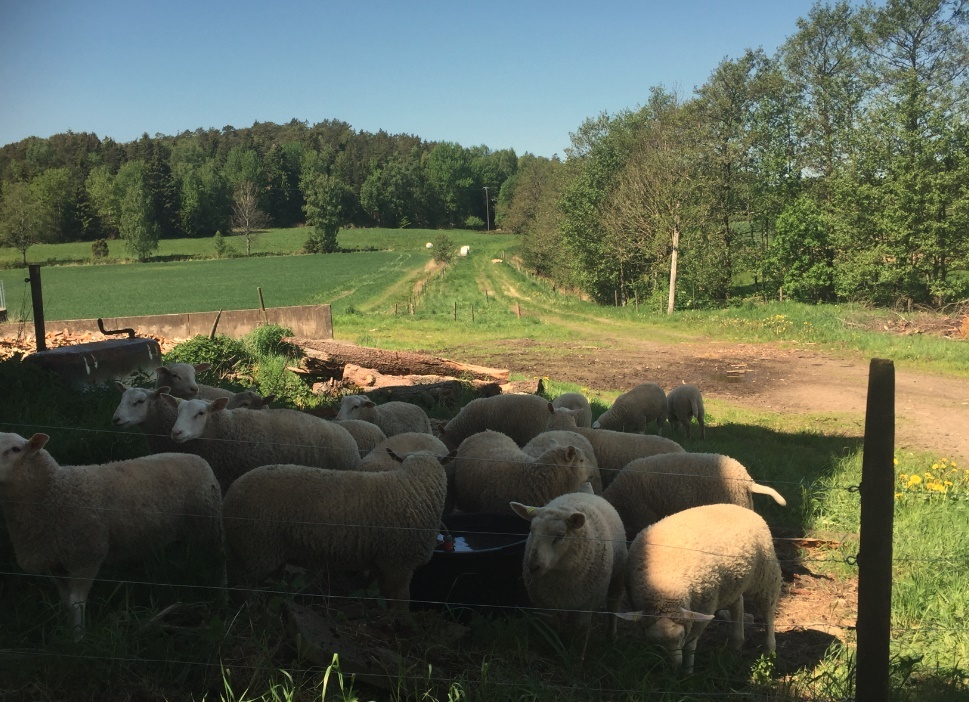 Tackor på gården, blandras av Texel, Dorset, Suffolk och Finull